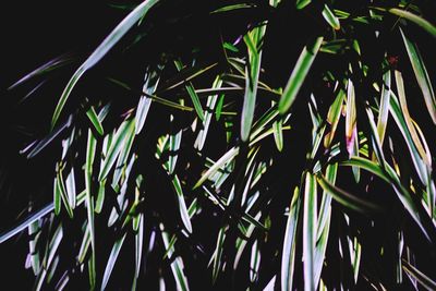 Low angle view of lizard on plants at night