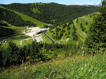 High angle view of trees on field