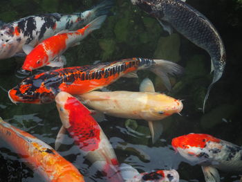 Fish swimming in pond