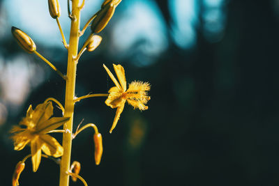 Close-up of yellow flowering plant