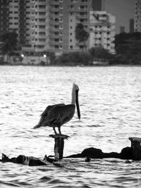 Birds on a lake