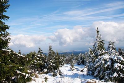 Trees on snow covered field against sky