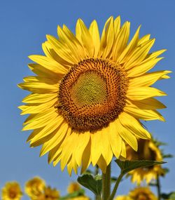 Close-up of sunflower against sky