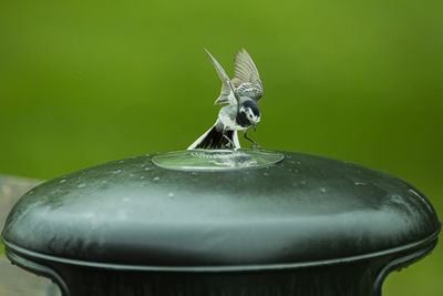 Close-up of insect on metal