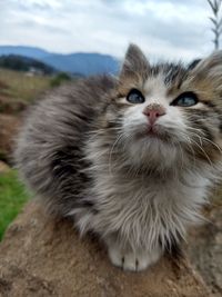 Close-up portrait of cat