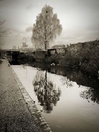 Reflection of trees in water