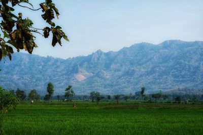 Scenic view of field against mountains