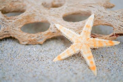 Close-up of crab on beach