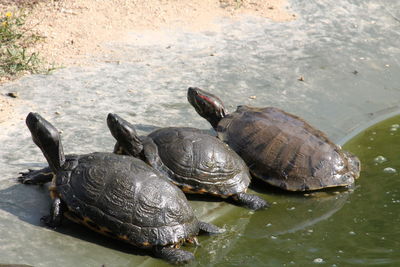 High angle view of turtle in lake