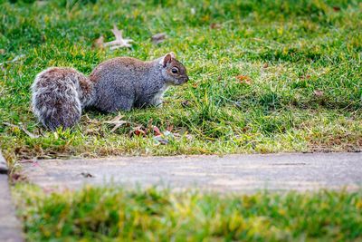 Cat relaxing on grassy field