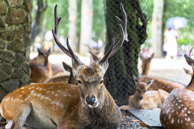 Deer in a forest