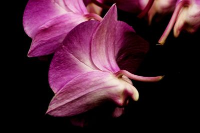 Close-up of pink flower blooming against black background