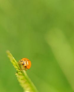 Close-up of ladybug on flower
