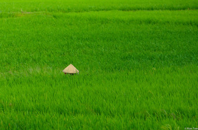 Trees growing on field