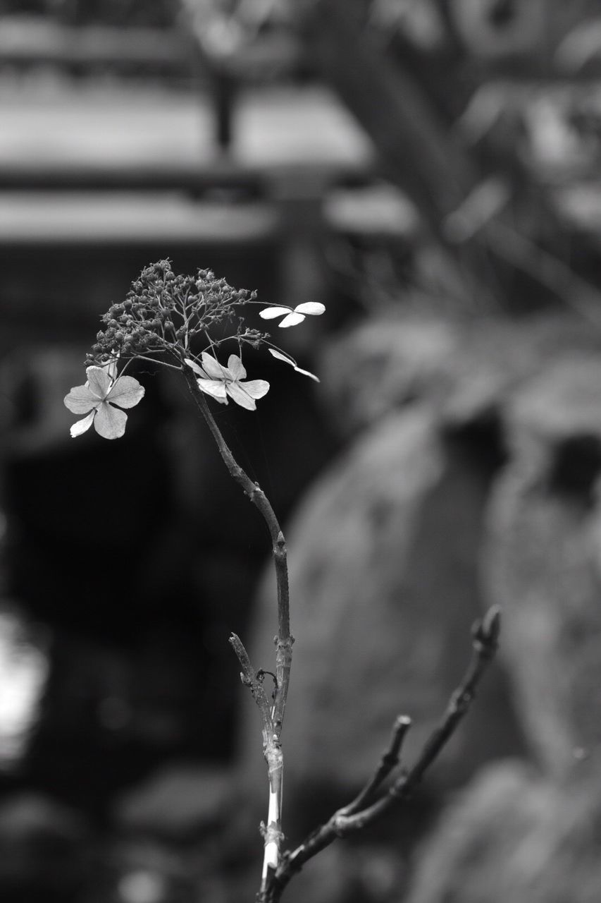 focus on foreground, close-up, flower, growth, nature, fragility, plant, season, winter, cold temperature, beauty in nature, selective focus, freshness, stem, twig, frozen, snow, branch, weather, day