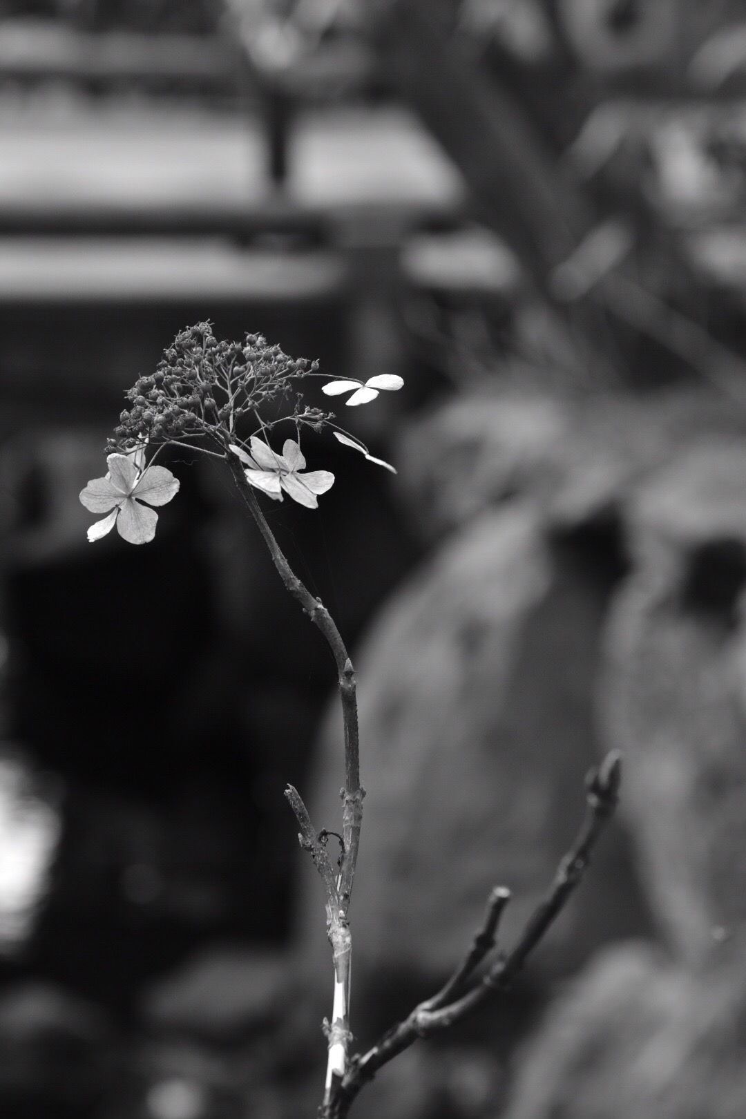 Withered hydrangea