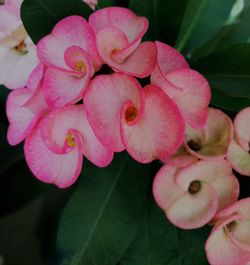 Close-up of pink flowers blooming outdoors