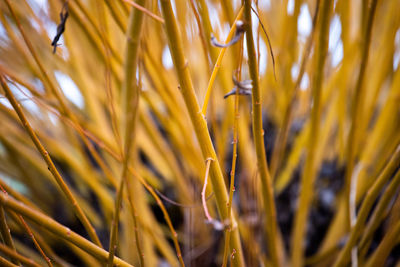 Close-up of crops on field