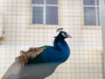 Side view of a peacock