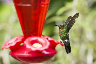 Close-up of red bird flying