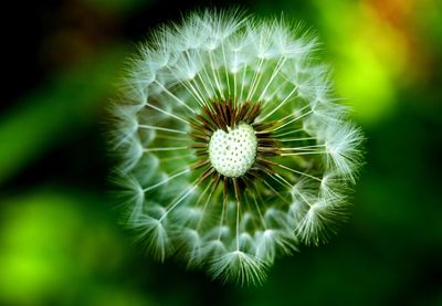 Close-up of dandelion on plant