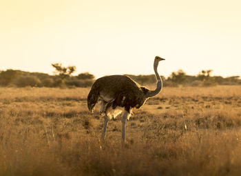 Side view of a bird on field