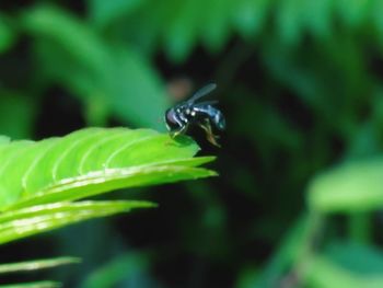 Close-up of insect on plant