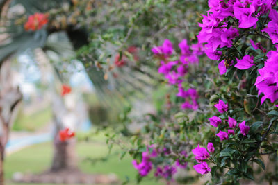 Close-up of pink flowering plants in park