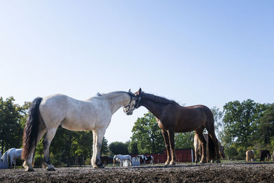 Horses standing on paddock