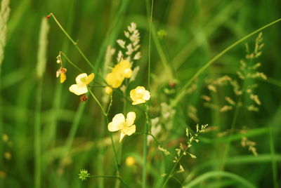 Close-up of flowers blooming in field