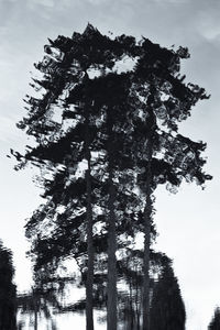 Low angle view of silhouette tree against sky