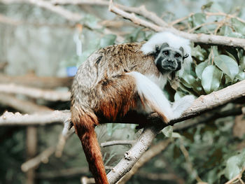Monkey sitting on a branch