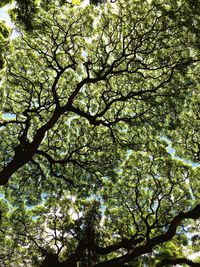 Low angle view of trees