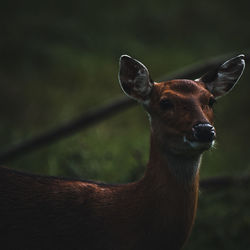 Close-up portrait of deer