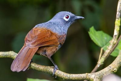 Close-up of a bird perching on branch