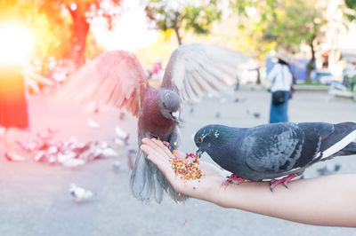 Close-up of hand holding bird