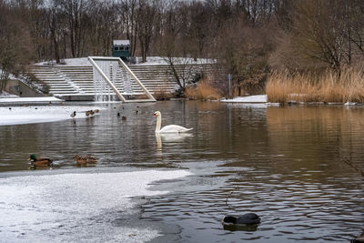 View of ducks swimming in lake