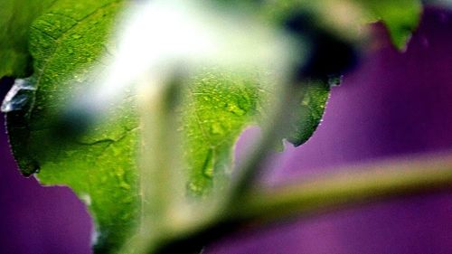 Close-up of water drops on plant