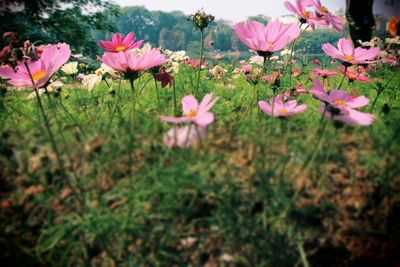 Pink flowers blooming in field