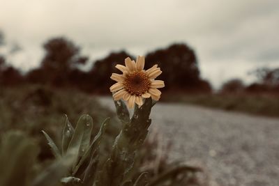 Close-up of flowering plant on field