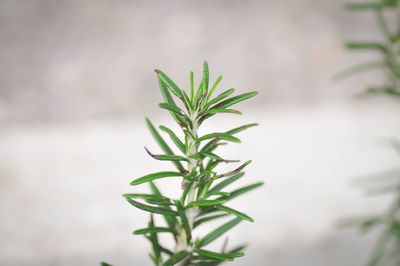 Close-up of plant