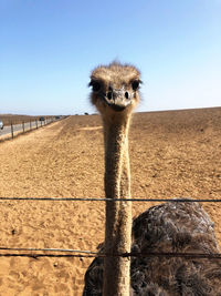 Pretty face - portrait of ostrich against land and sky