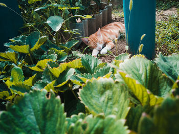 Cat in a green plant