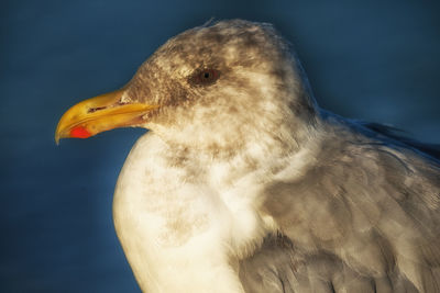 Close-up of a bird looking away