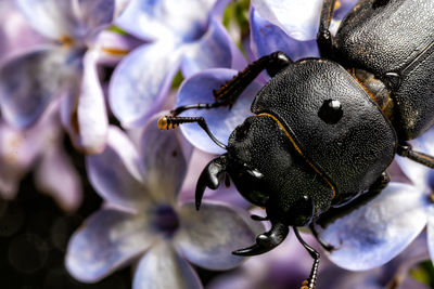 Close-up of insect on purple flower