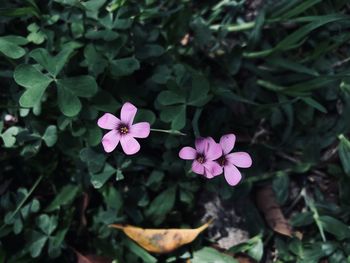 Close-up of pink flowering plant