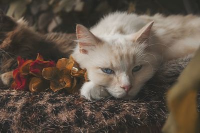 Close-up portrait of a cat