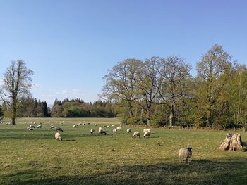 Flock of sheep grazing in field