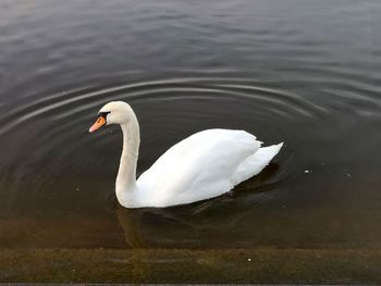 High angle view of swan swimming in lake