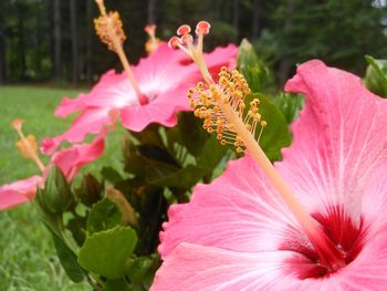 Close-up of pink flower